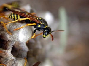 controlling insects