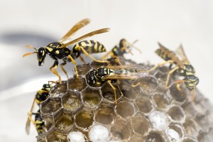hornet removal