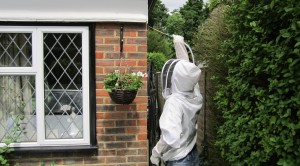 getting rid of a wasp nest