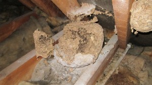 bees nest in loft
